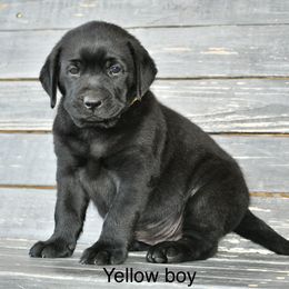 Yellow male - Black male Labrador Retriever puppy in Mississippi from Sure Shot English Labs