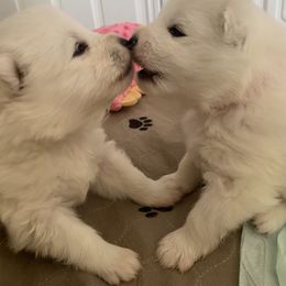 Samoyed Puppies from Hursley Manor Samoyeds