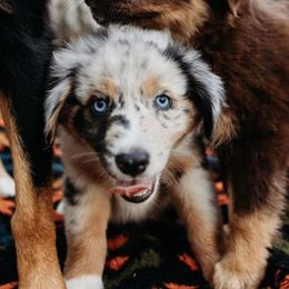 Australian Shepherds from Moonstruck Mini Aussies