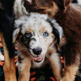 Australian Shepherds from Moonstruck Mini Aussies