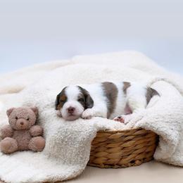 Smokey - Blue merle male Aussiedoodle puppy in Manteca, California from Silva Ranch Doodles