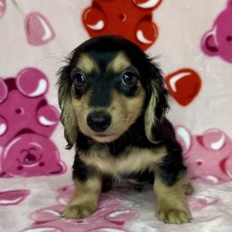 Jolly - Black and cream male Dachshund puppy in Poteau, Oklahoma from Sisters Dazzling Dachshunds
