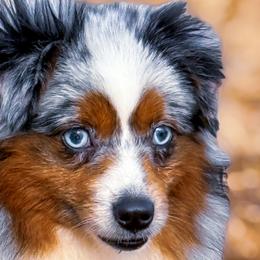 Miniature American Shepherds and Toy Australian Shepherds from Legendmaker MAS