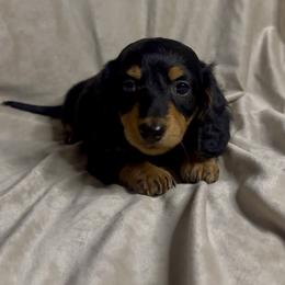 Sarge - Black and tan male Dachshund puppy in Brandon, Florida from Knights Dachshunds