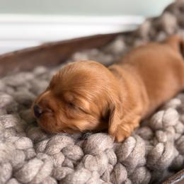 Holly - Red female Dachshund puppy in Granger, Indiana from Woodland Doxies