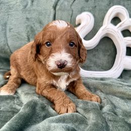 Boy 1 - Red male Irish Doodle puppy in Bloomfield, Iowa from Schooley Doodles
