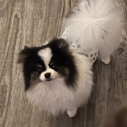 Slim - Pomeranian