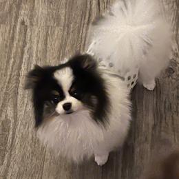 Slim - Pomeranian