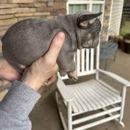 French Bulldog Puppies from Frenchiesbysouthernbell
