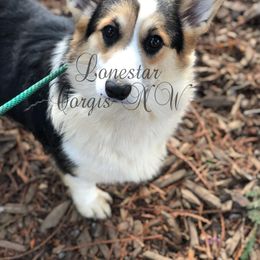 Harlow - Pembroke Welsh Corgi