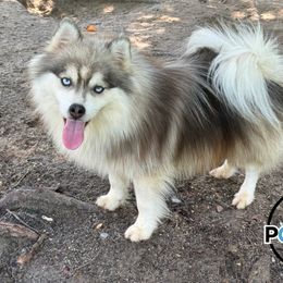 Asher - Pomsky