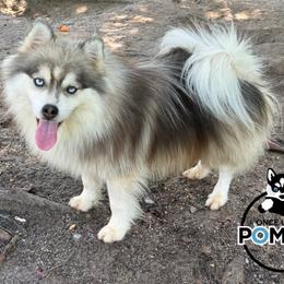 Asher - Pomsky