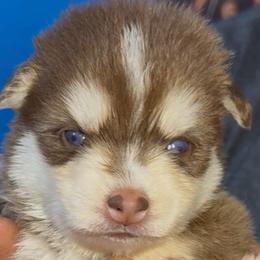 Valentina - Red and white female Pomsky puppy in Spring Hill, Florida from PDQ Pomskies