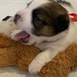Golden Retriever and Jack Russell Terrier Puppies from Shelby Burleson's Golden Retrievers and Jack Russell Terriers