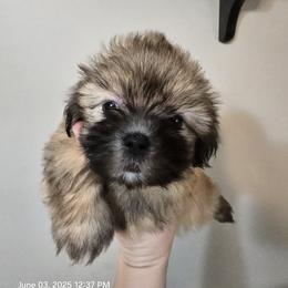 Shih Tzu Puppies from Borderland's Kennel