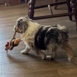 Adele - Blue merle female Miniature American Shepherd puppy in Camdenton, Missouri from Sunset Ridge Aussies