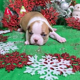 Red Boy - Red male Boston Terrier puppy in Corsicana, Texas from JT Bostons