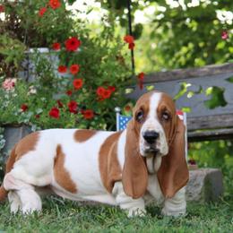 Hulu - Mahogany and white female Basset Hound puppy in Pollock, Missouri from Northstar