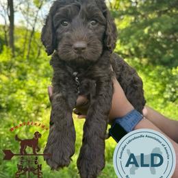 Orange Collar Girl - Chocolate female Australian Labradoodle puppy in Hagerstown, Maryland from Westfields Labradoodles