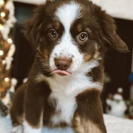Alice - Red tri Miniature Australian Shepherd puppy in Kaufman, Texas from Xoxo Aussies