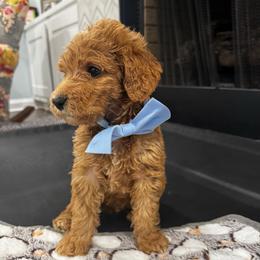 Champ Bear - Red  male Goldendoodle puppy in Camden, North Carolina from Oopsie Doodles of NC