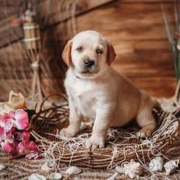 Labrador Retriever Puppies from Prince Labradors