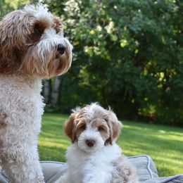 Australian Labradoodles from Rum River Labradoodles