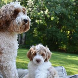Australian Labradoodles from Rum River Labradoodles