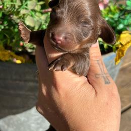 Chocolate and tan - Chocolate and tan male Dachshund puppy in Payette, Idaho from NT Mini Doxies