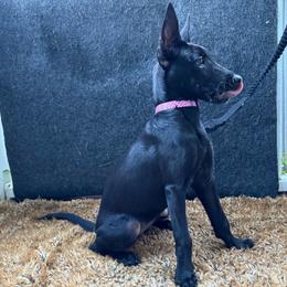 Nyx - Black brindle female Dutch Shepherd puppy in Watertown, Connecticut from APACHEK9