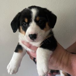 Racie - Black and white Cardigan Welsh Corgi puppy in Corona, California from ChezBeale