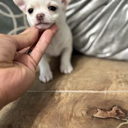 Chihuahua Puppies from Clan Cordovathone