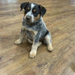 Australian Cattle Dog Puppies from Home Grown Heelers