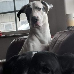 Great Dane Puppies from Lil Dane Loves