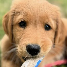 Golden Retrievers from Rainershine Goldens