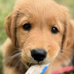 Golden Retrievers from Rainershine Goldens