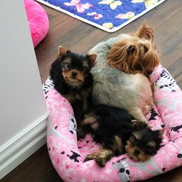 Yorkshire Terrier Puppies from Panache Yorkies