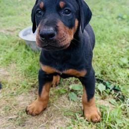 Titan - Black and rust male Doberman Pinscher puppy in Winchester, Ohio from 32 Farms
