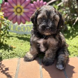Maltipoo Puppies from Sunshine’s Maltipoo’s