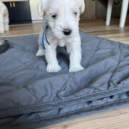 Miniature Schnauzer Puppies from Miles Family Schnauzers