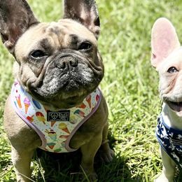 French Bulldogs from RP French Bulldogs