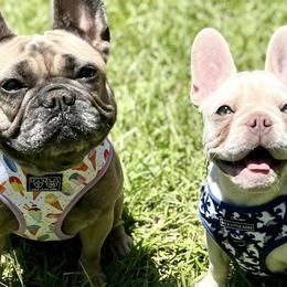 French Bulldogs from RP French Bulldogs
