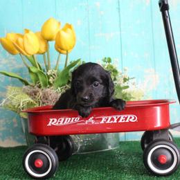 Kelly - Black female Dachshund puppy in Pace, Florida from Shoebox Doxie’s
