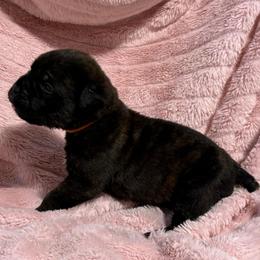 Orange Collar R - Black brindle male Cane Corso puppy in Paris, Texas from Knucklehead Cane Corso
