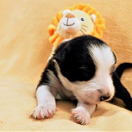Boy 1 - Black Border Collie puppy in West Valley City, Utah from Field Stone Border Collies: FSBC