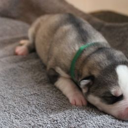 Fjord - Siberian Husky puppy in Harrison County, Ohio from Solstice Siberians