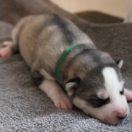 Fjord - Siberian Husky puppy in Harrison County, Ohio from Solstice Siberians