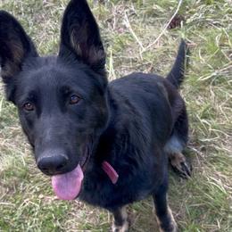 Reba - Black and red female German Shepherd puppy in Missoula, Montana from Spartan German Shepherds