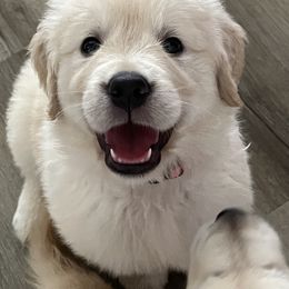 Golden Retriever Puppies from Mia Ragazza Golden Retrievers