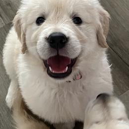 Golden Retriever Puppies from Mia Ragazza Golden Retrievers